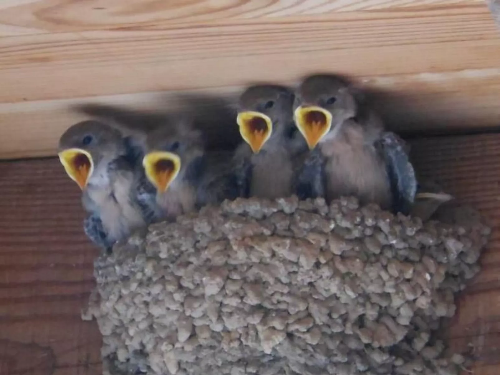 Gîte de Chapelèche Les Châtaigniers für 7 Pers.-Image-tags.info