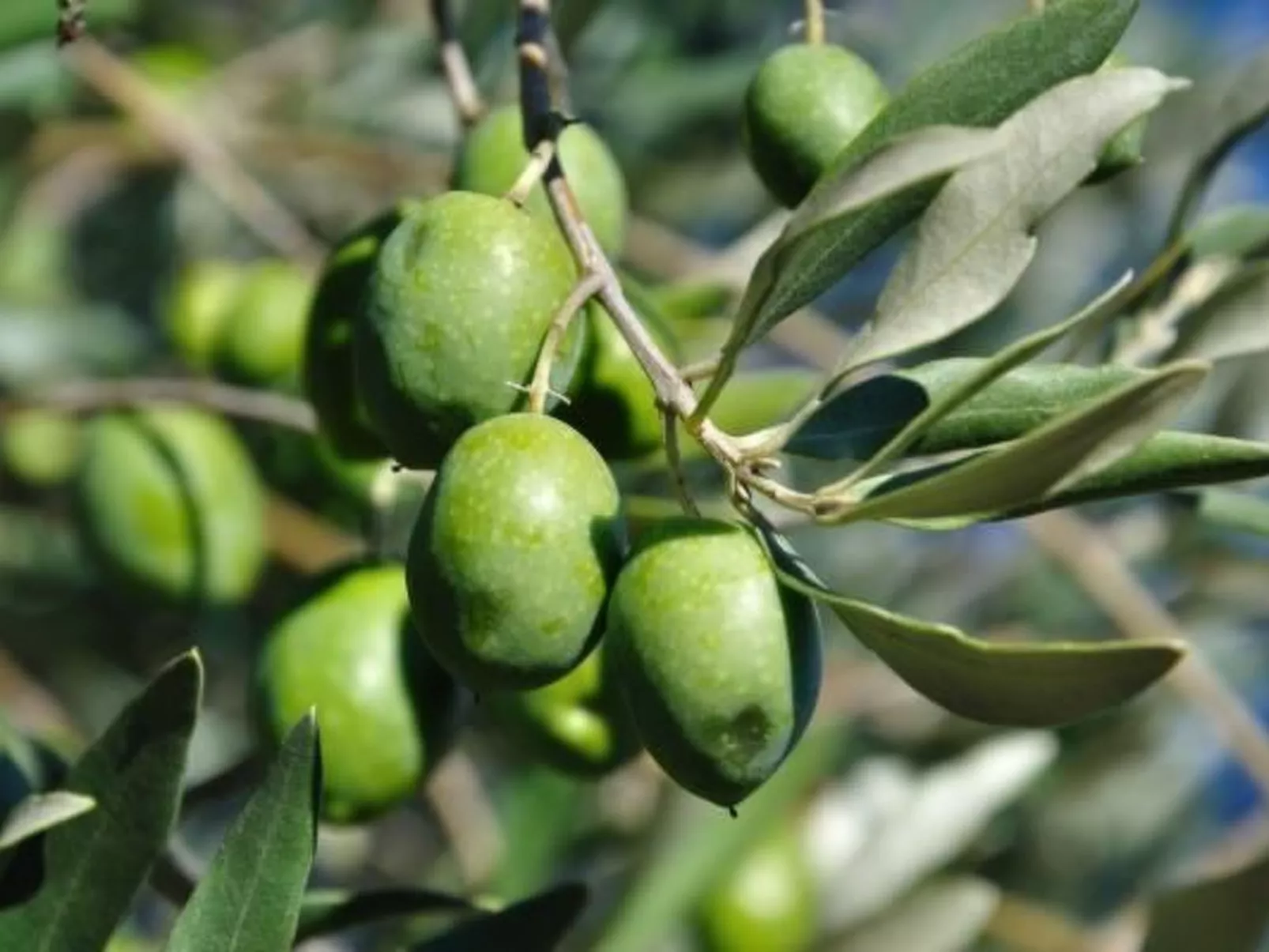 "Haus der Olivenbäume"-Image-tags.info