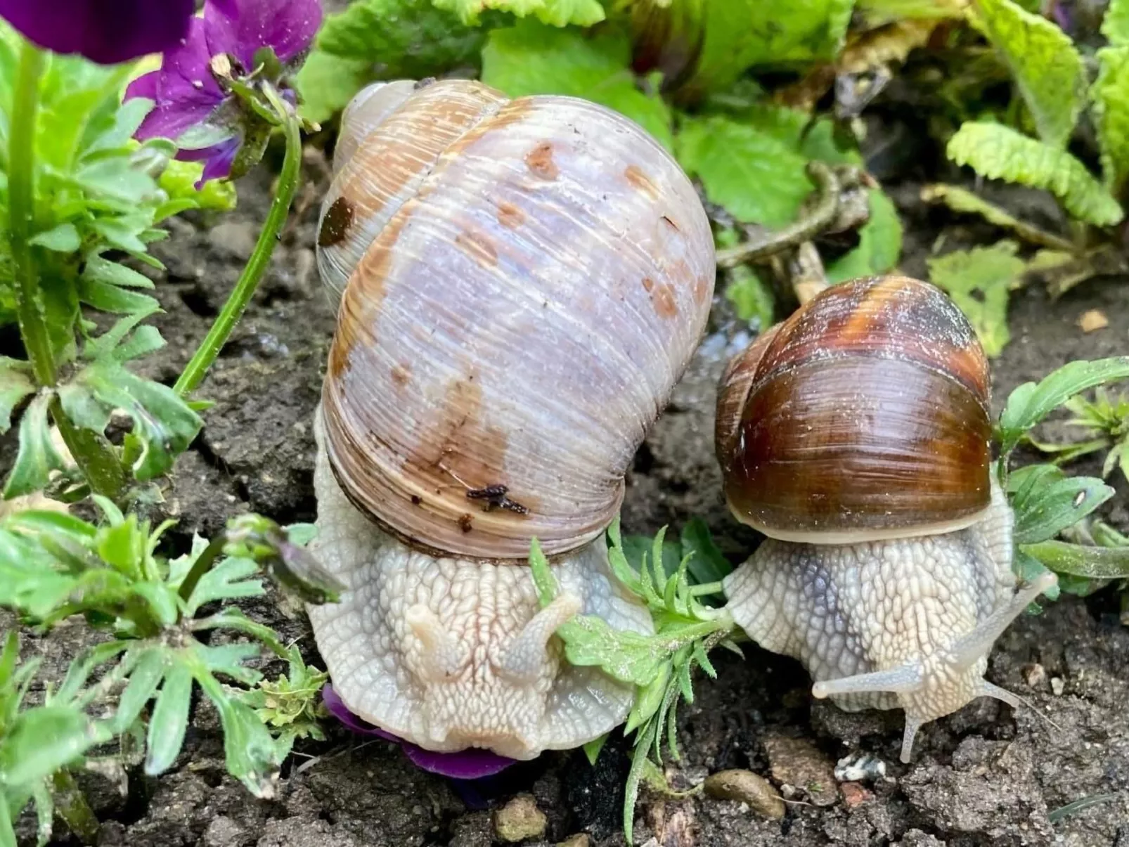 Scheftenau-Image-tags.info