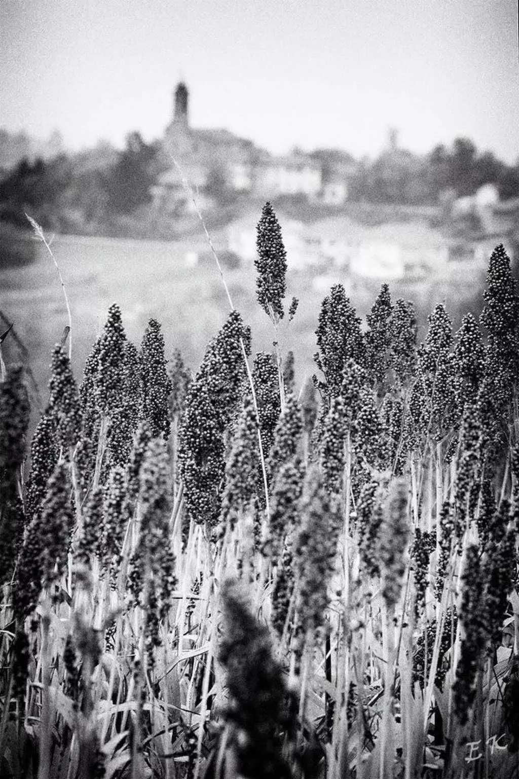 Vergissmeinnicht-Binnen