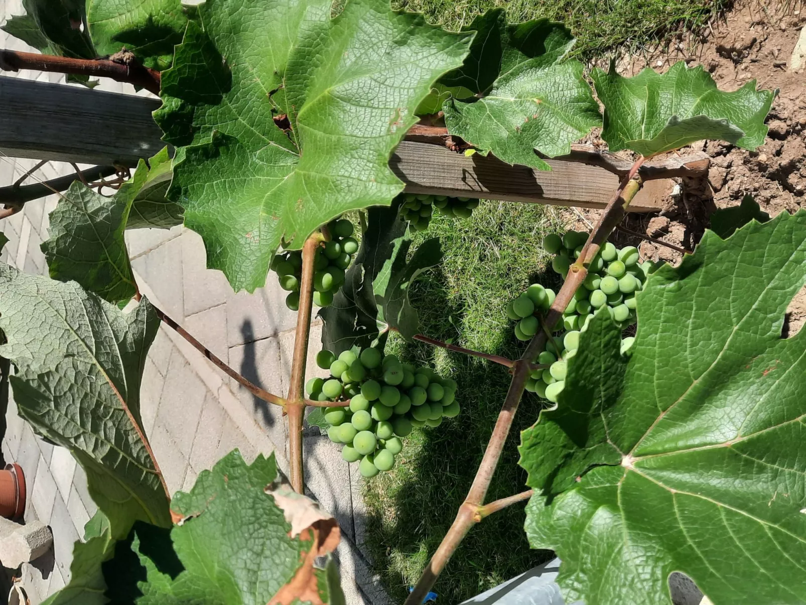 In Bük im Parterre mit Garten-Image-tags.info