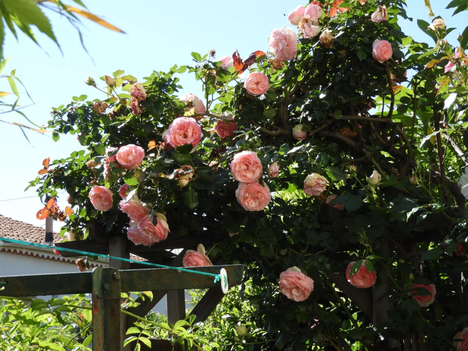 Wohnung "Les roses" auf einem eingemauerten Grundstück-Buiten