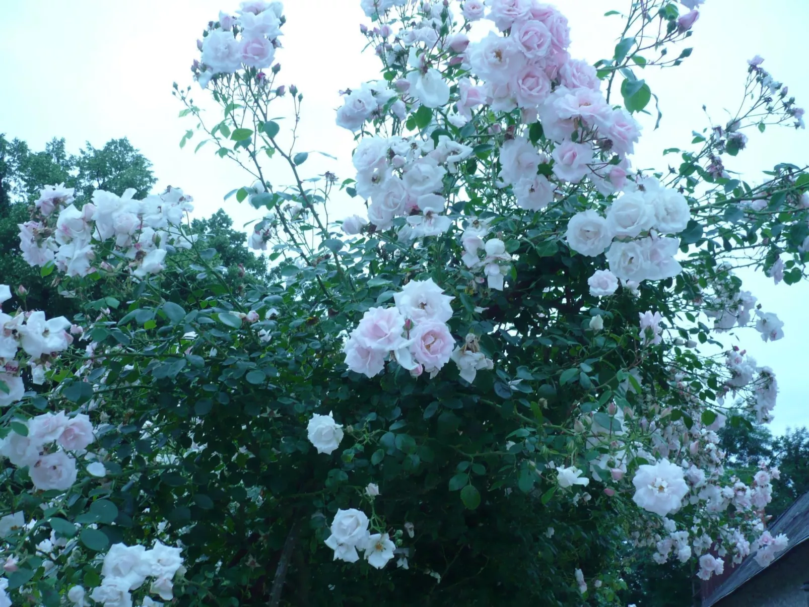 Haus freistehend Sonne Bett 160cm Patio billig-Buiten