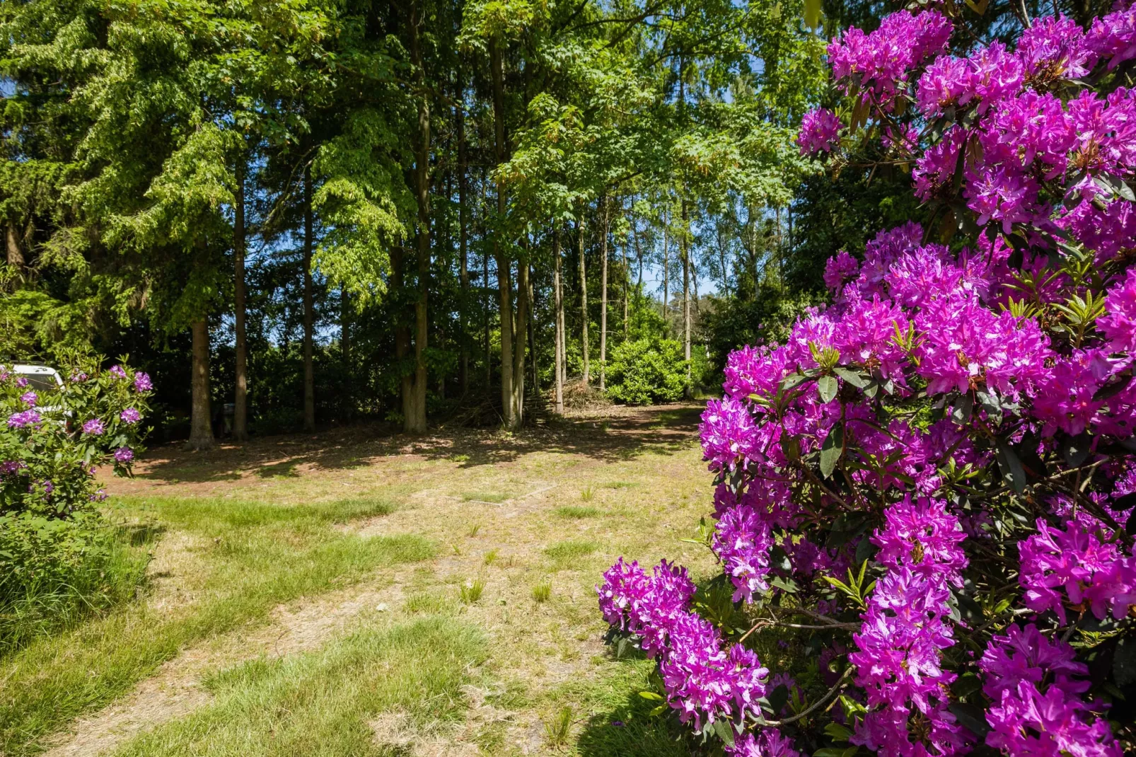 Het Boshuis-Tuinen zomer