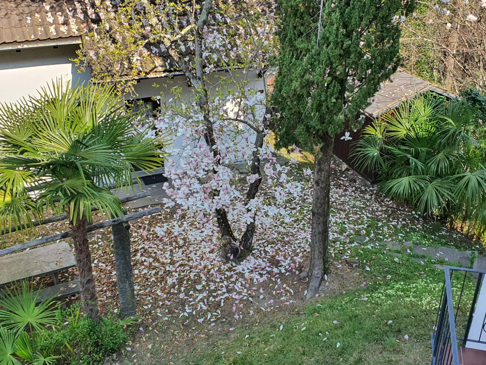 Aranciarosa-Image-tags.info