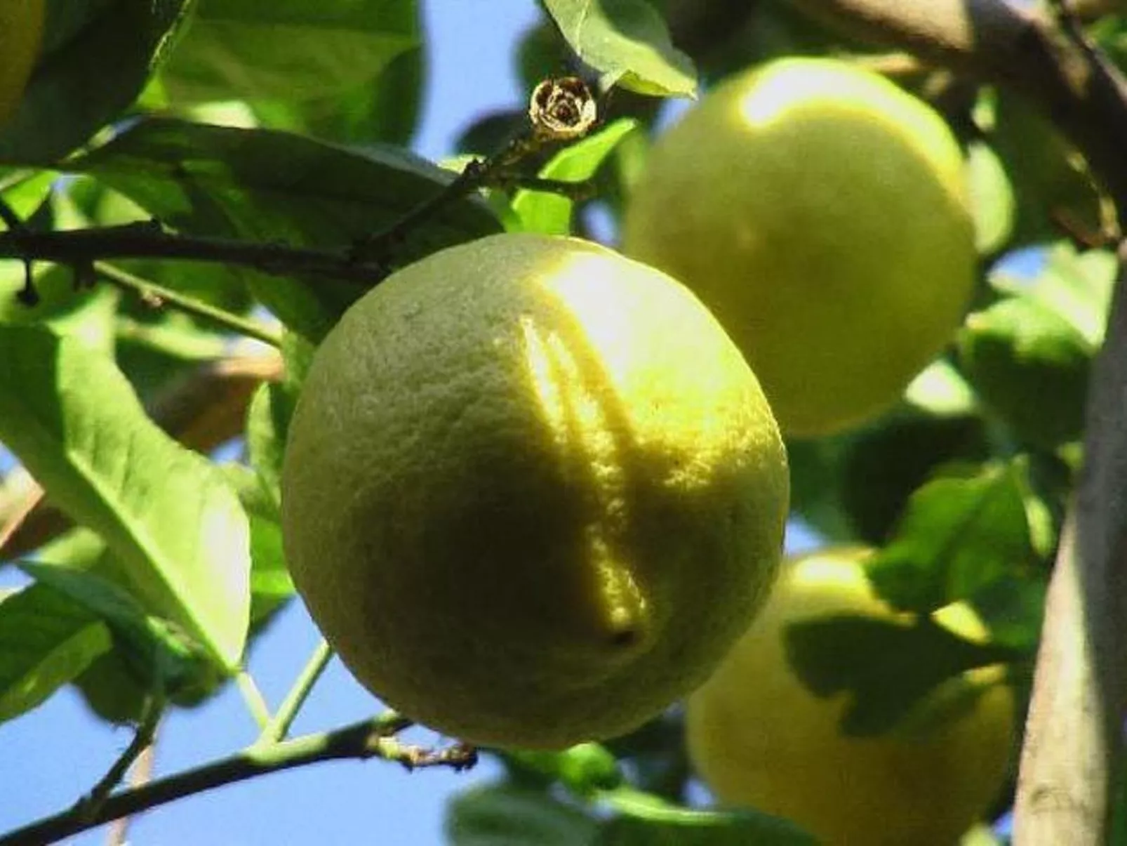 Rosa' Wohnung mit privatem Garten-Buiten