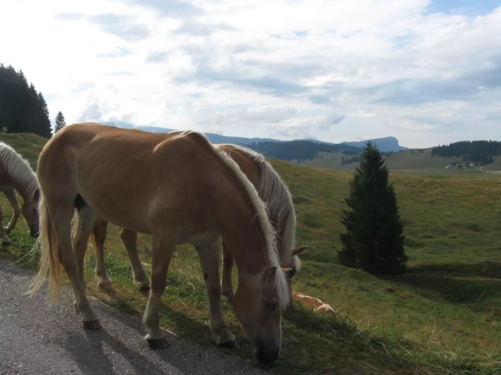 'Irma'-Image-tags.info