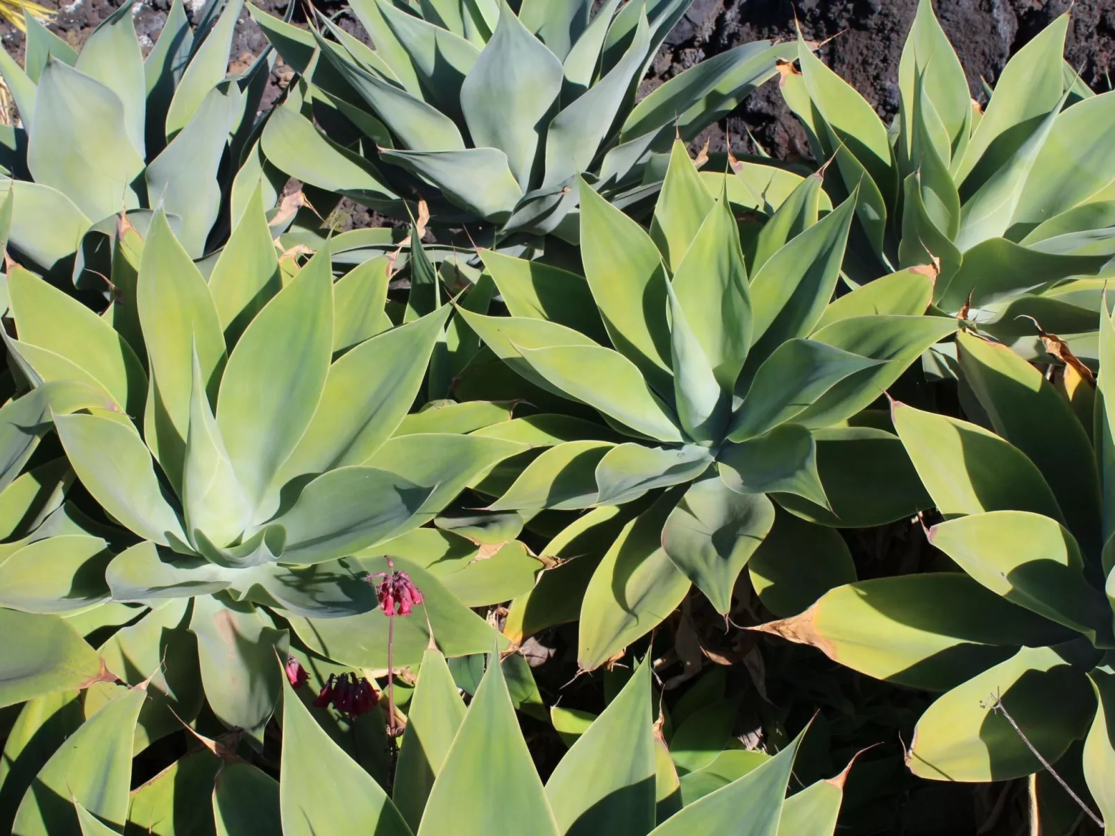 Haus La Majada-Image-tags.info