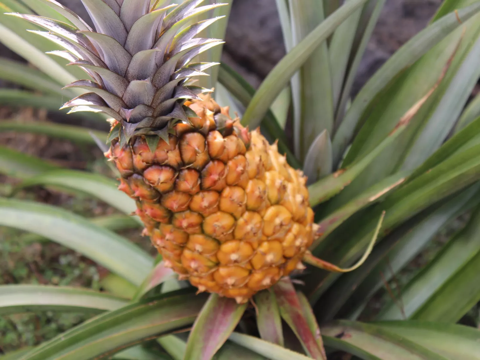 In Monte Breñas mit Grill, Terrasse und Garten-Buiten