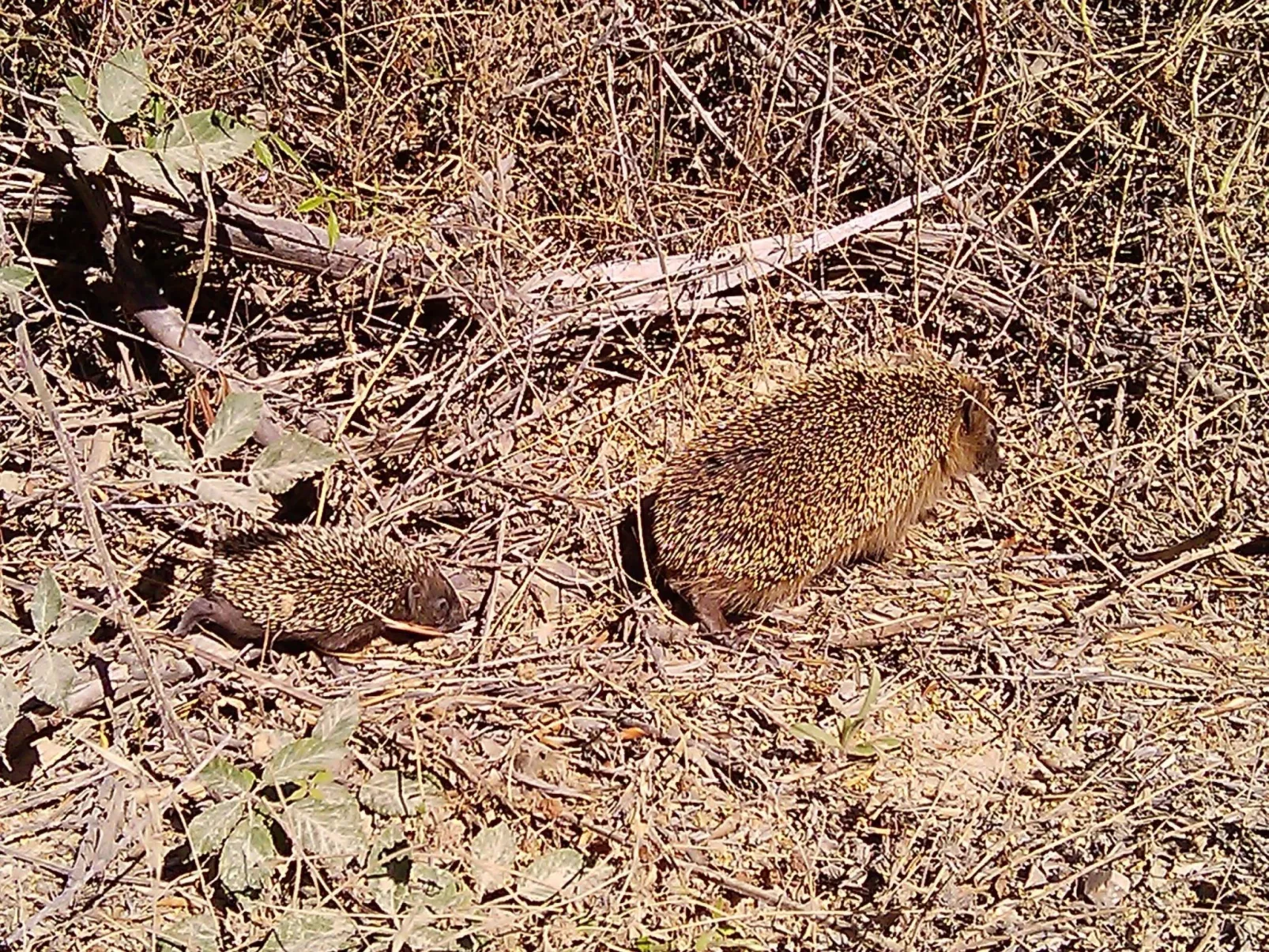 Stazzo mit Garten in Luogosanto-Binnen