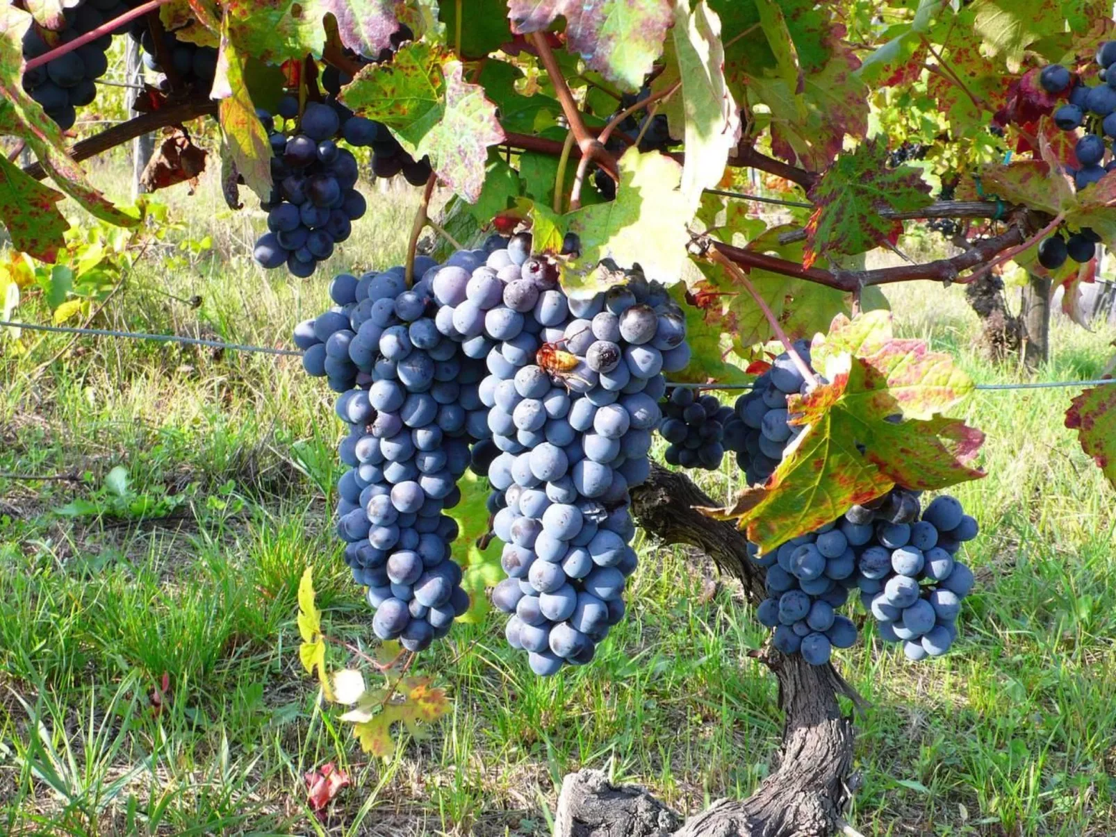 'Dolcetto' mit Schwimmbad-Image-tags.info