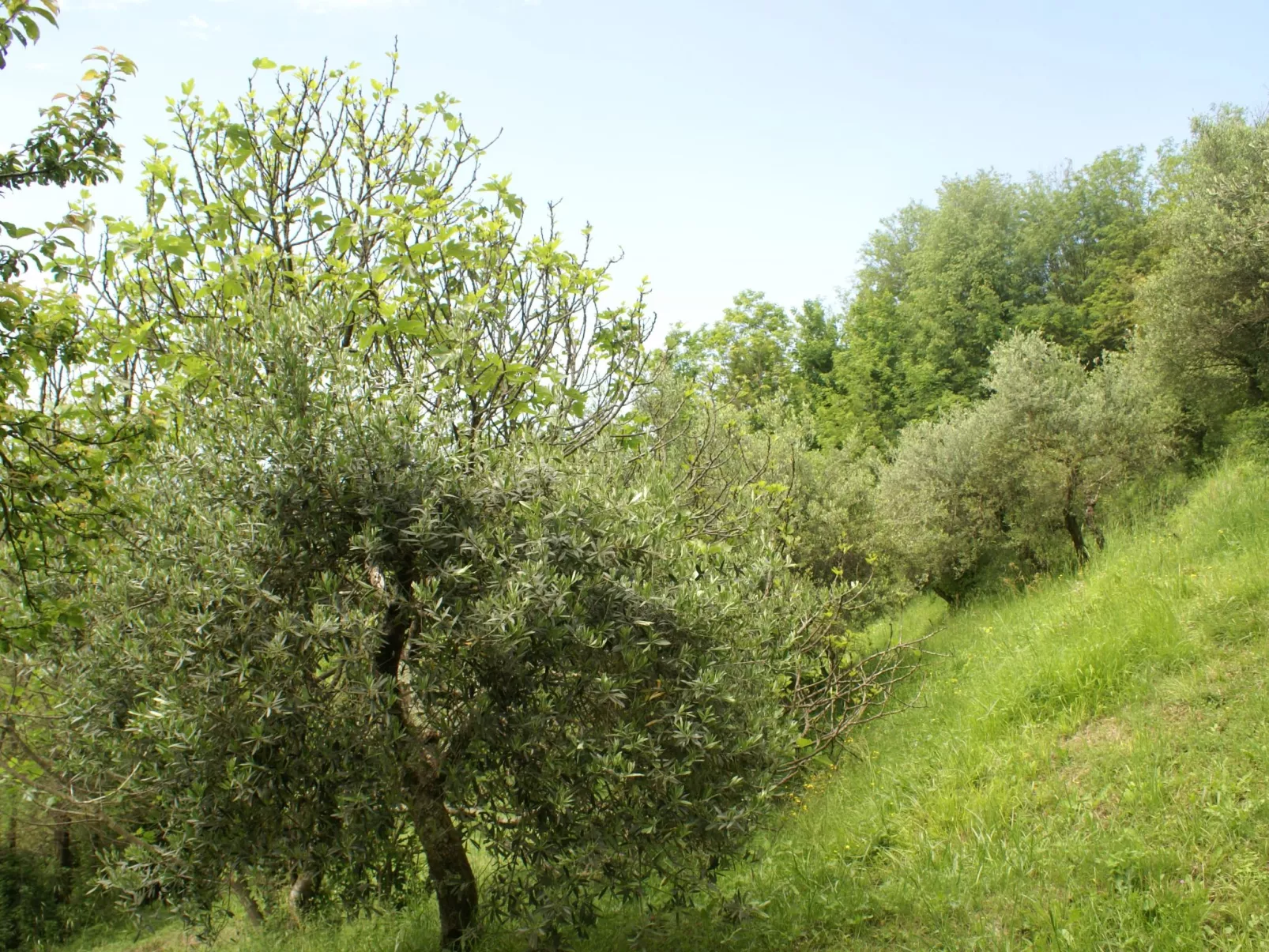 Toskanische Tradition-Buiten