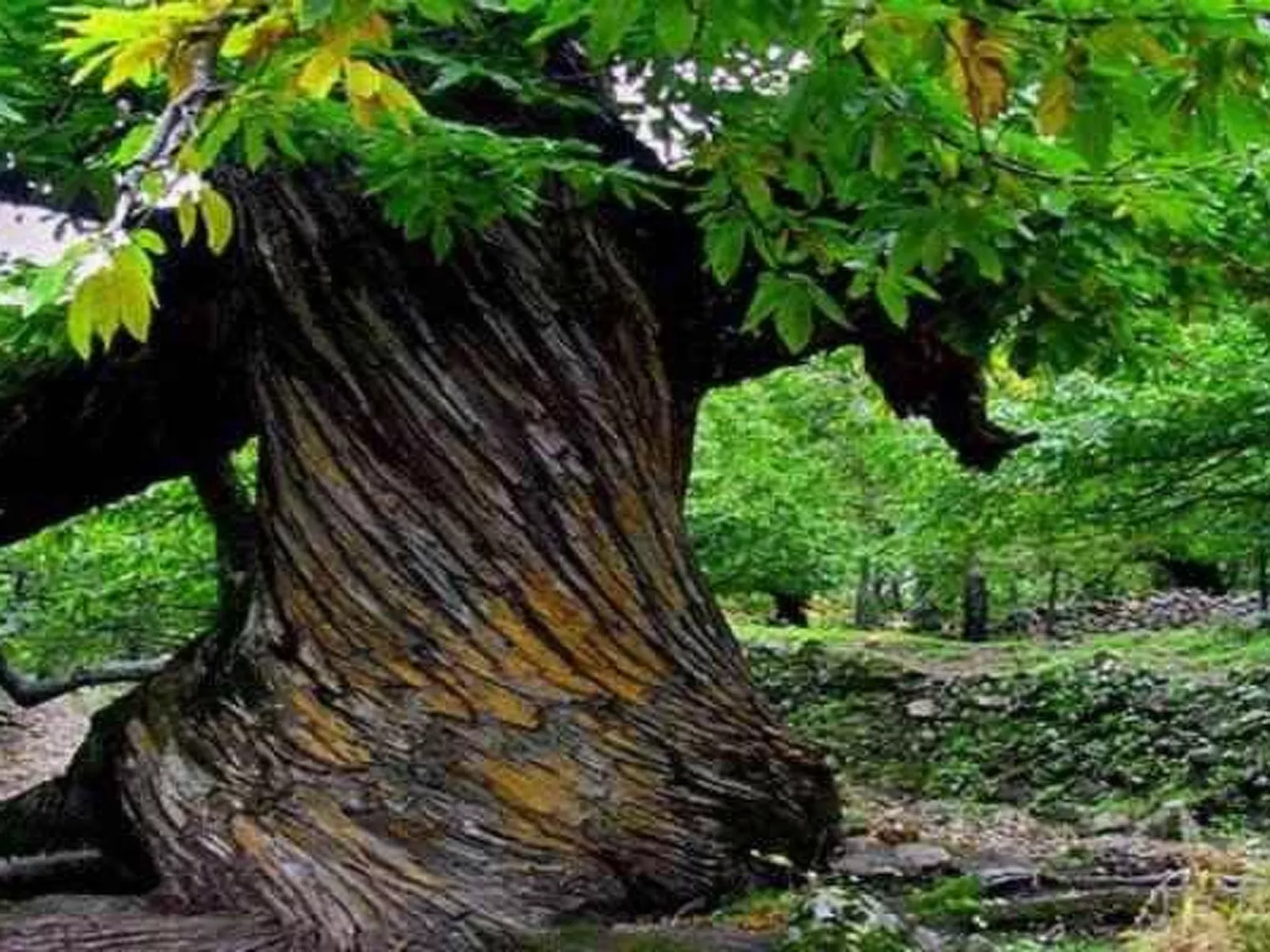 Fachwerkhaus "Casa Rural Picual"-Buiten