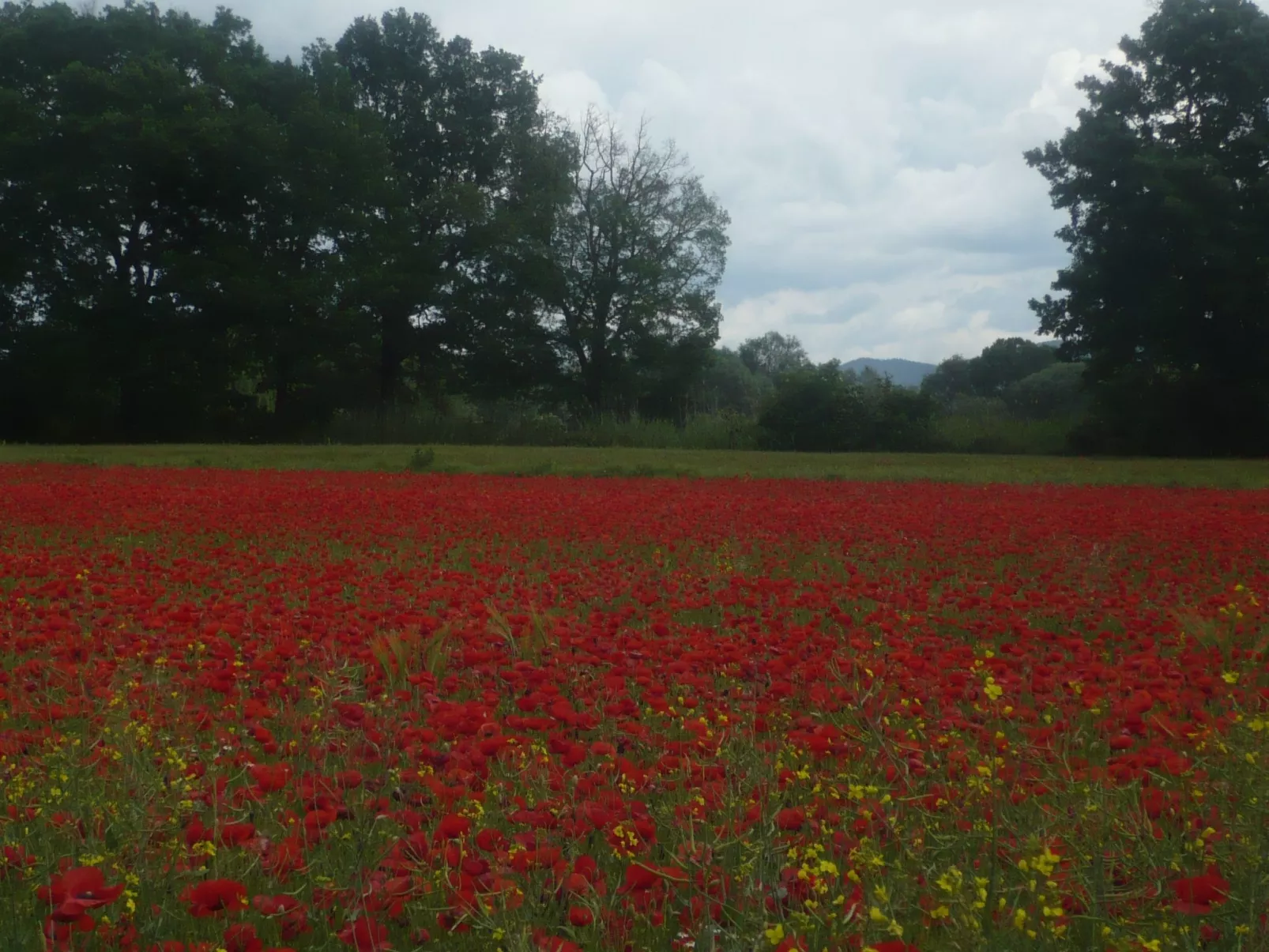 Kormoransee Ferien-Image-tags.info