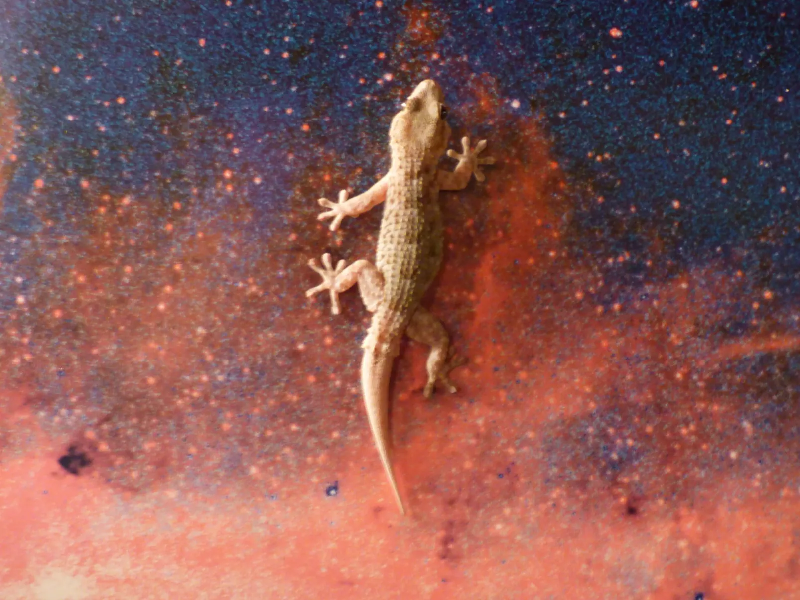 Ruhige Finca Topo del Drago mit Meerblick-Buiten