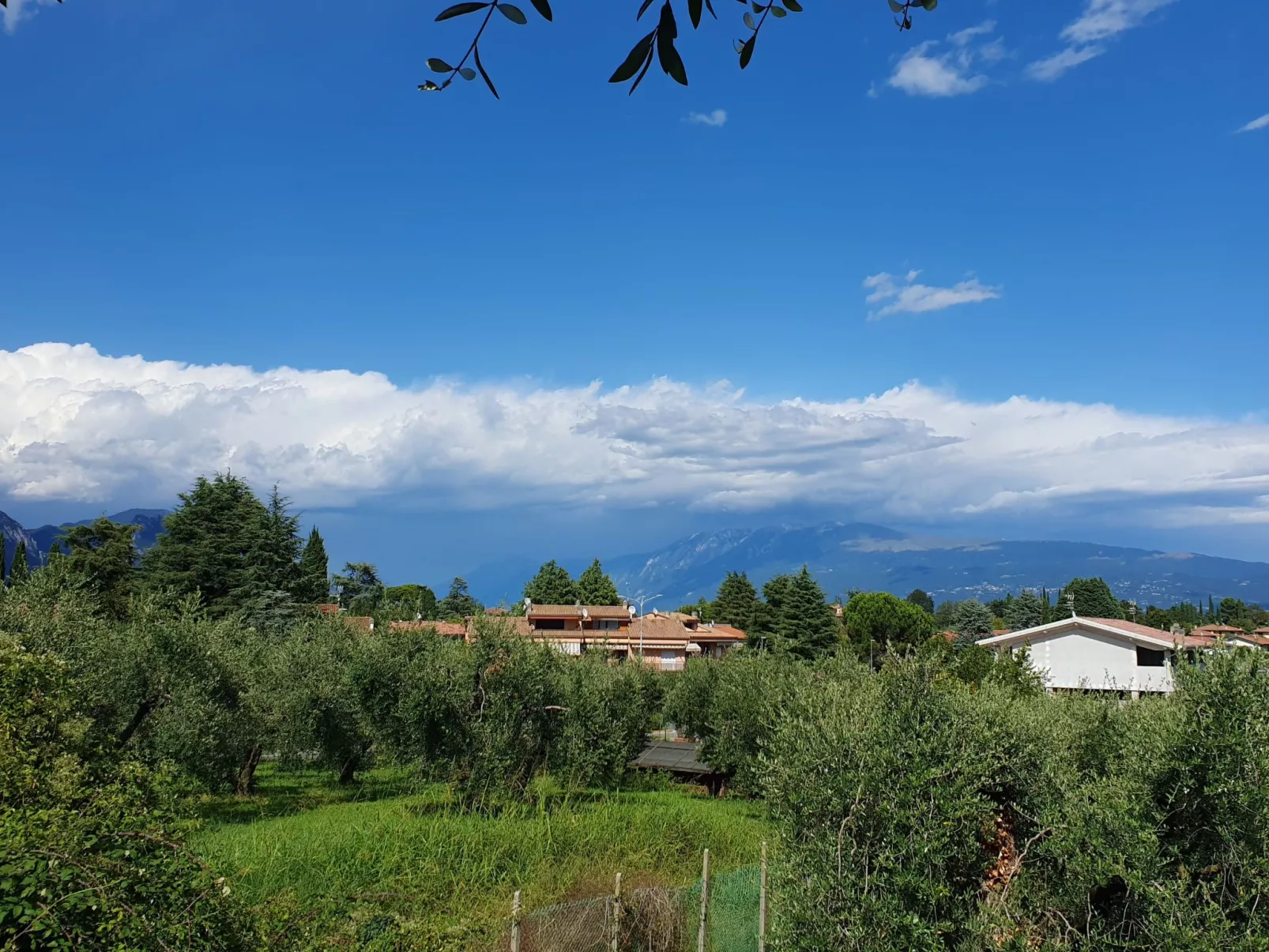 Piccola Perla - Image-tags.info