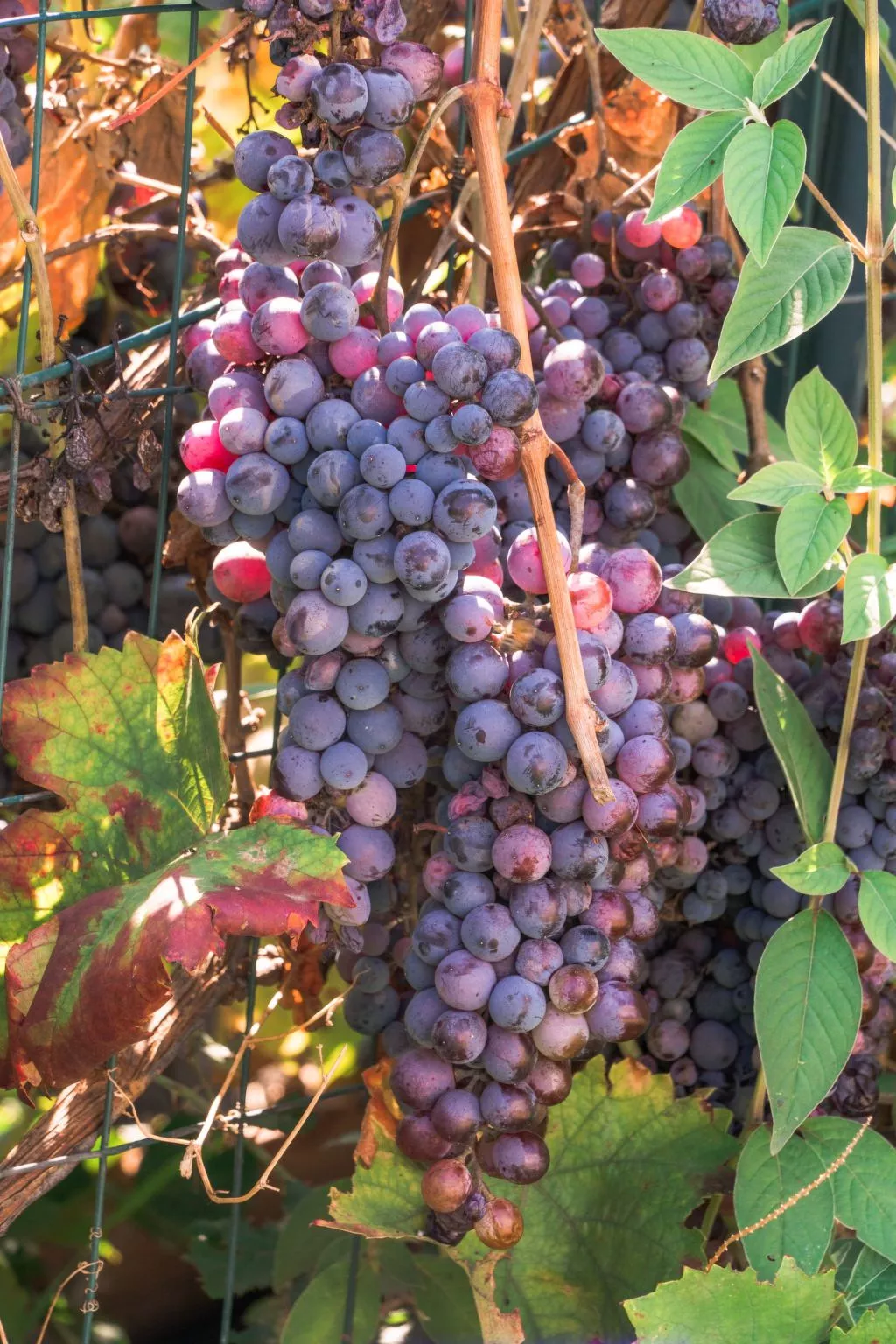 Villa delle Pomelie-Image-tags.info