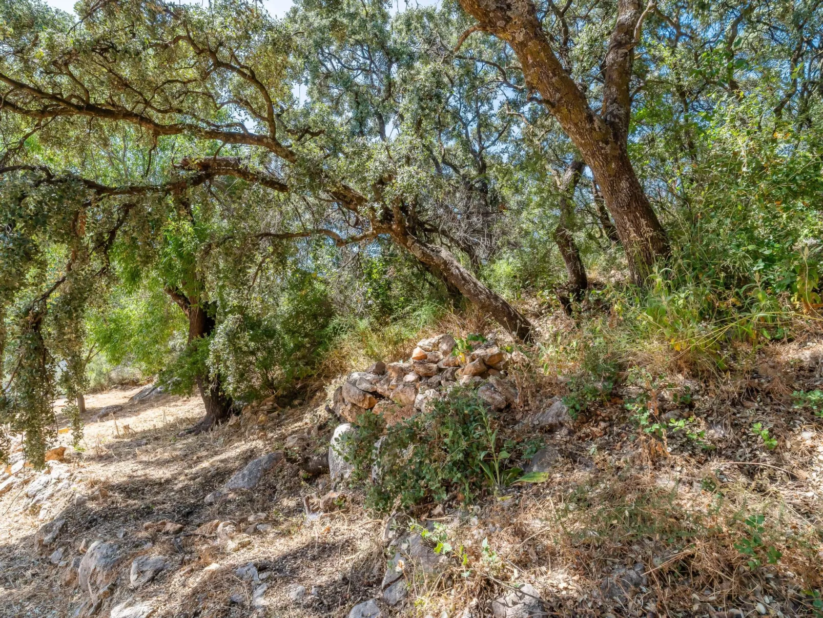 Cerro de la Cruz,charmantes Bauernhaus mit bester Aussicht,im Zentrum Andalusie-Buiten