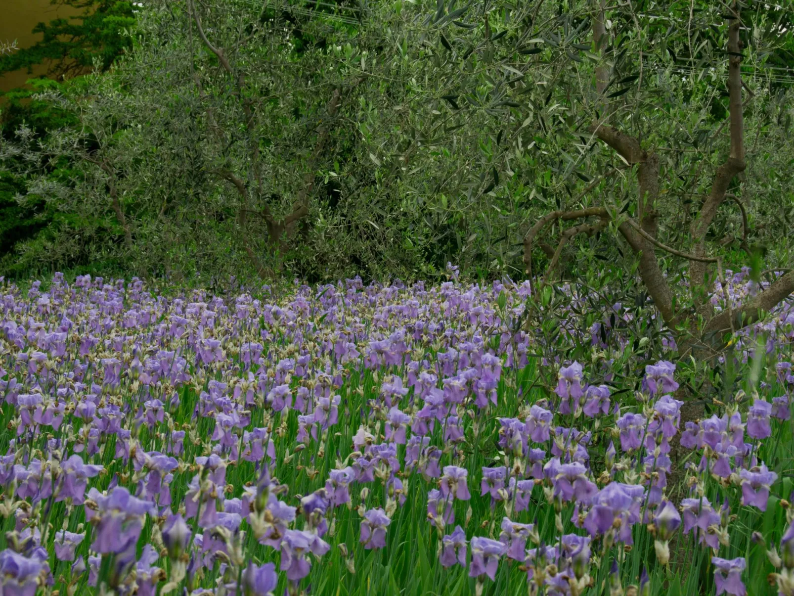 Apartment Rosa Canina (Wilde Rose)-Buiten