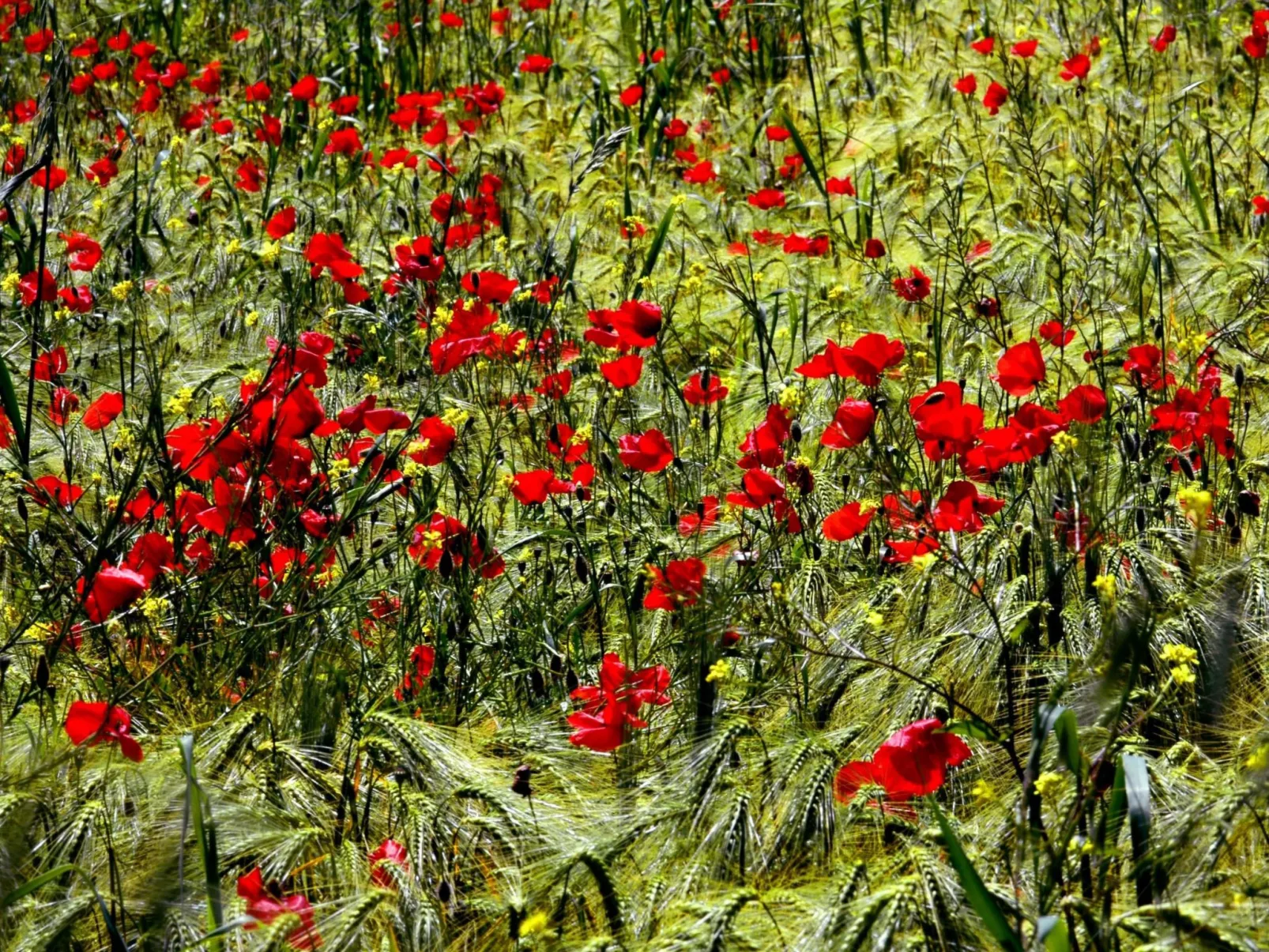 Wohnung in Figline Valdarno mit Gemeinschaftspool-Buiten