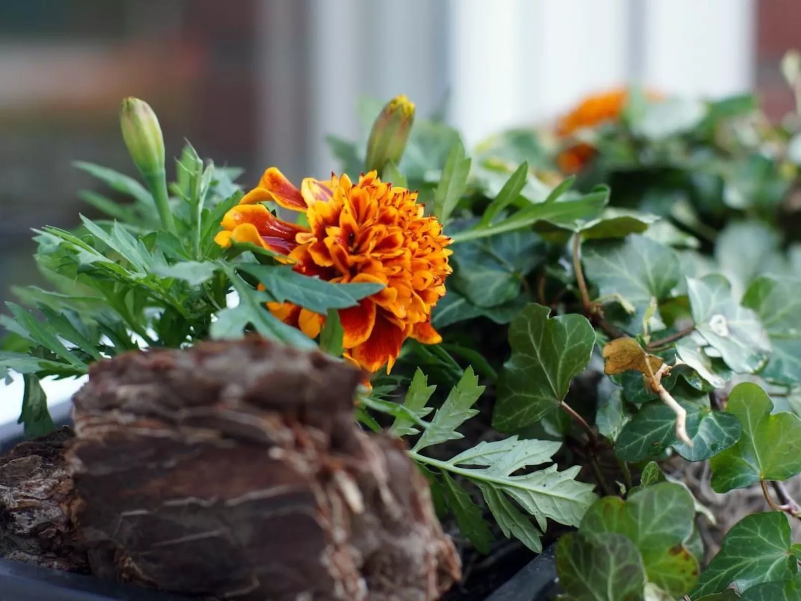 Marcel-Image-tags.info