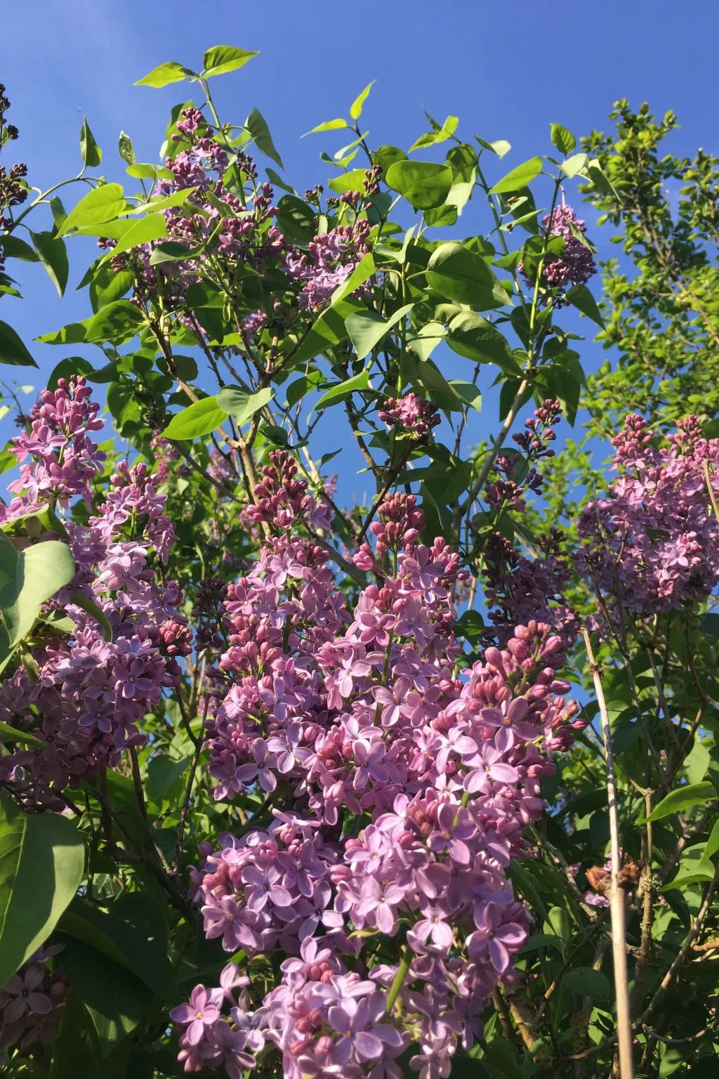 Löwenzahn-Image-tags.info