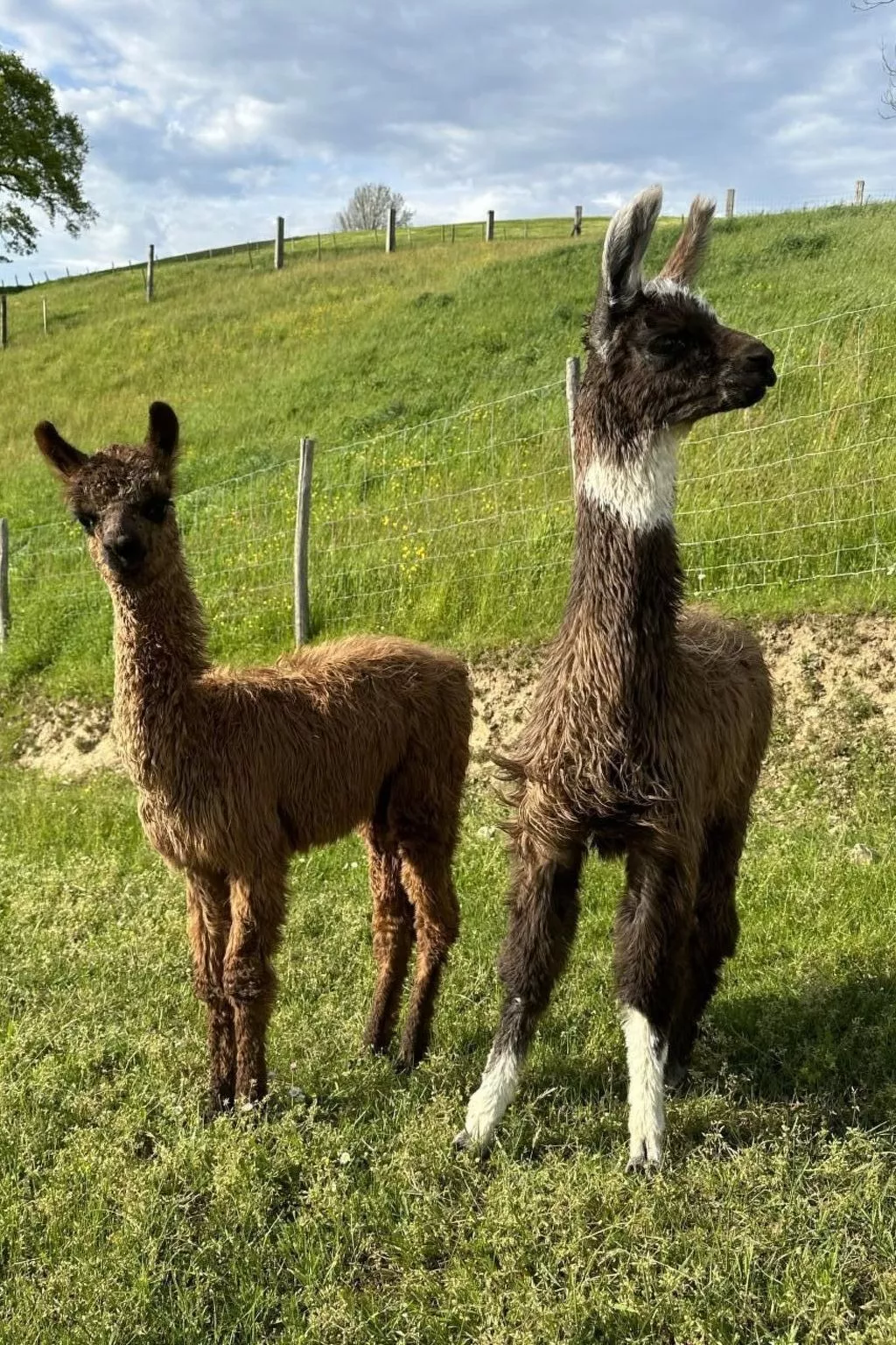 Lamahof-Image-tags.info