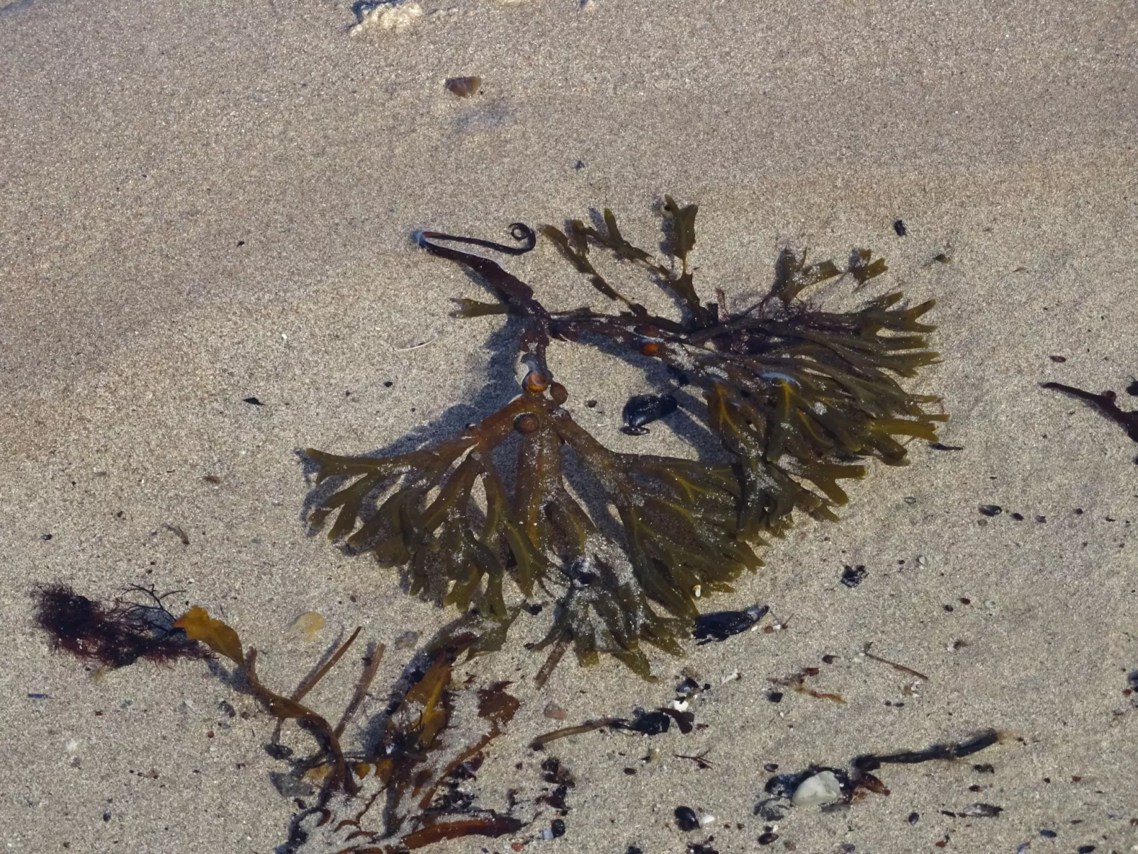 Sweet Home-Image-tags.info