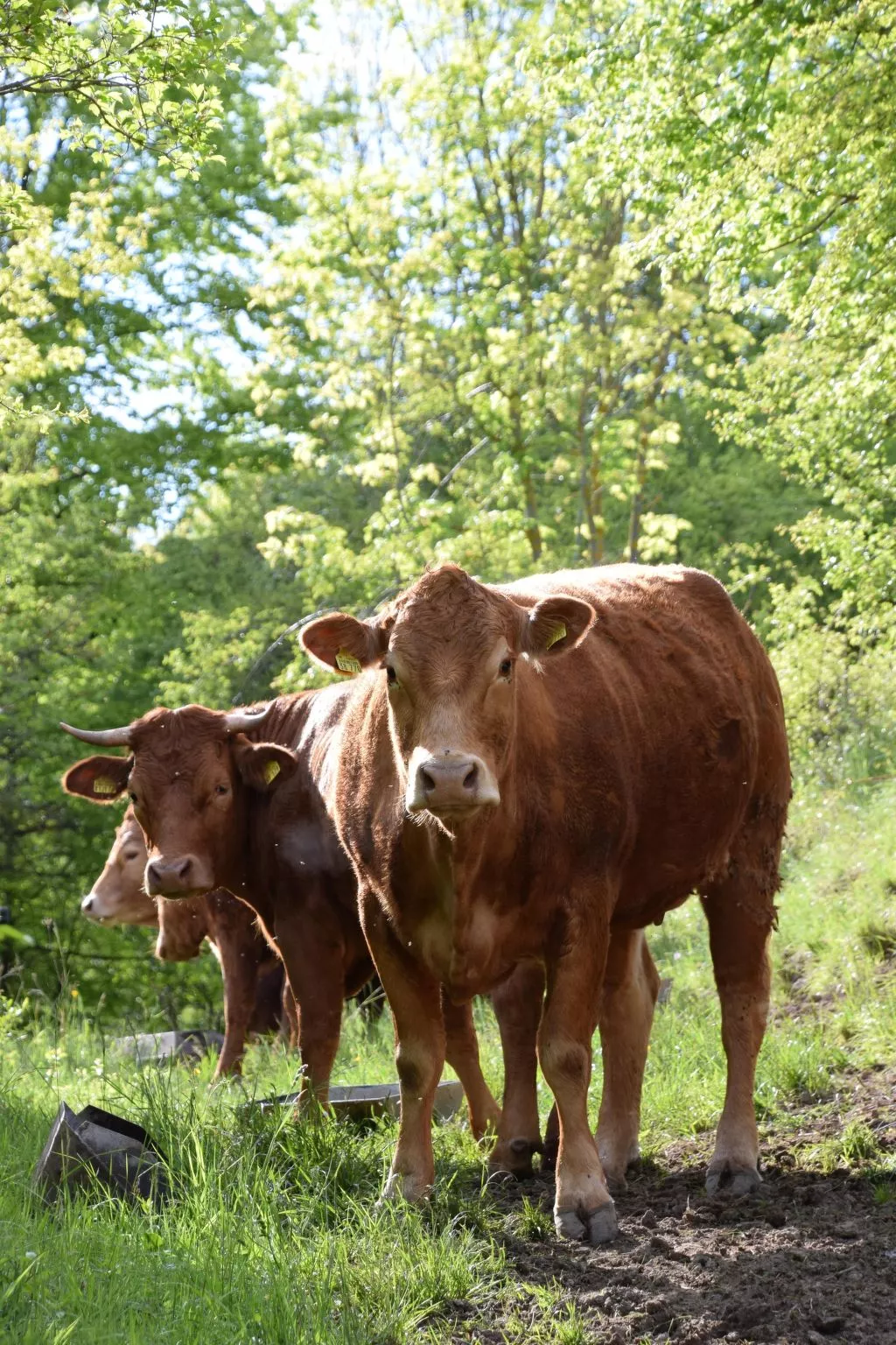 Stadt Apartement-Buiten