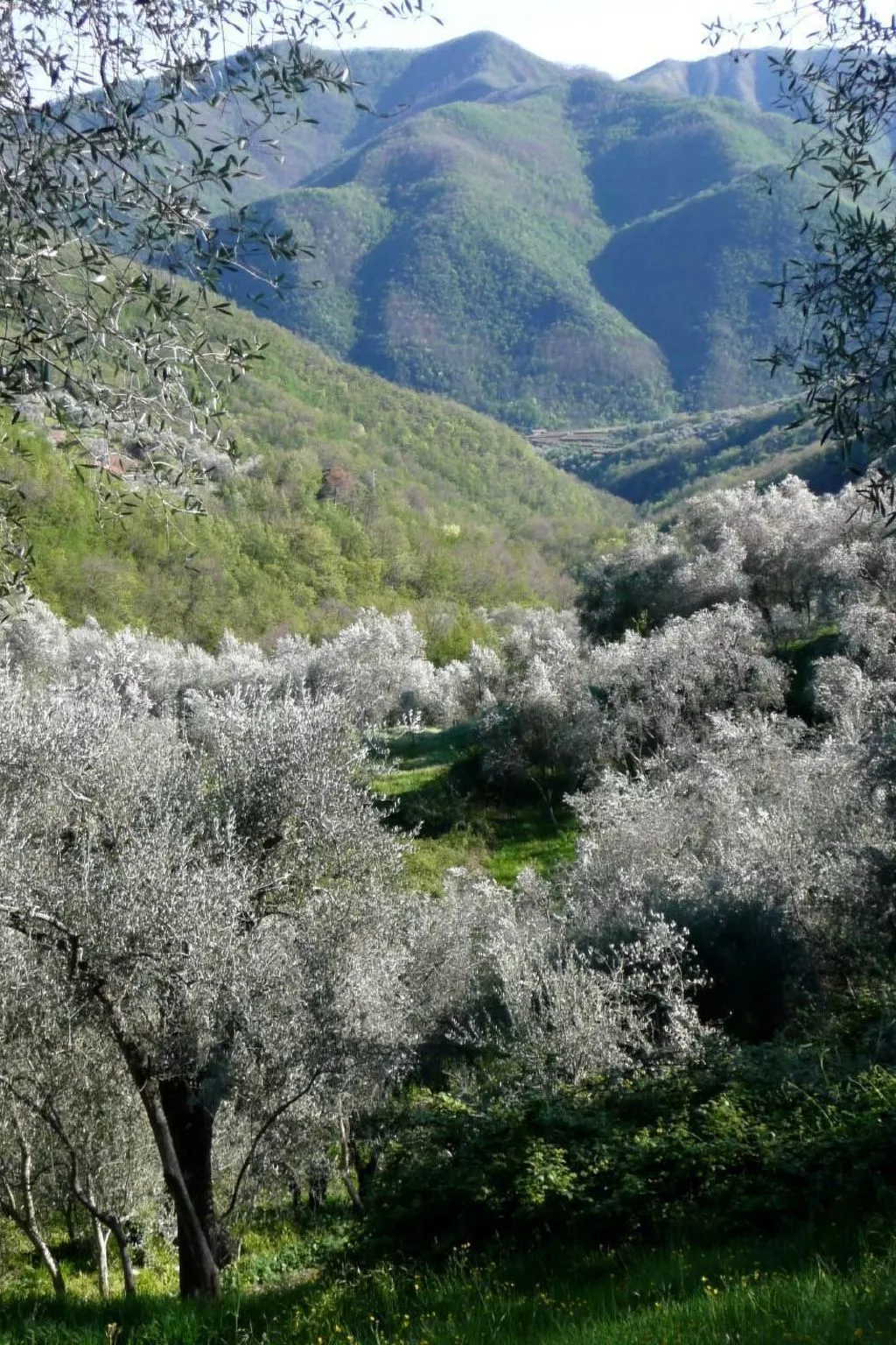 CASA SISSI, Sehnsuchtsort zwischen Olivenhainen-Image-tags.info