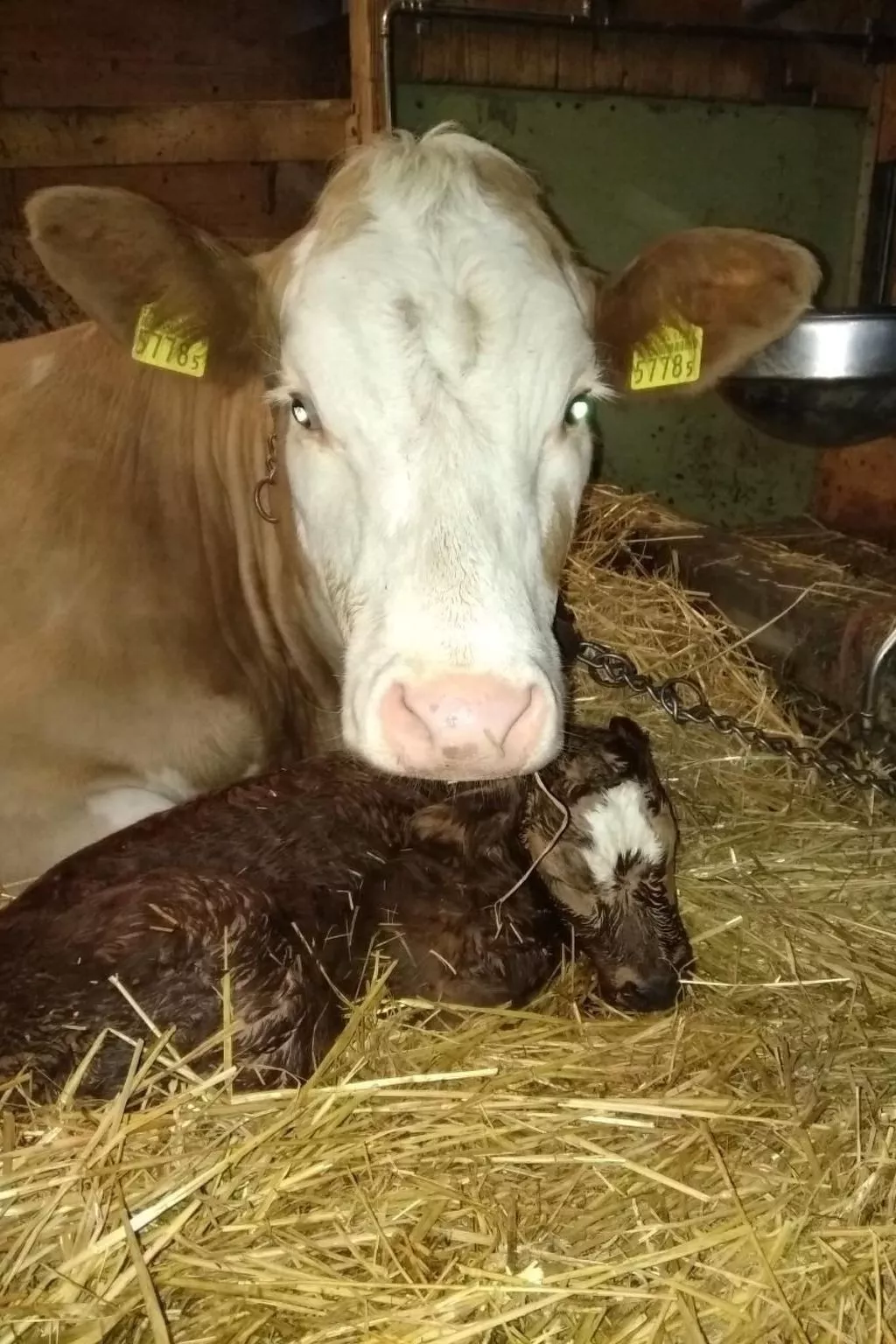 Hasenbüel-Image-tags.info