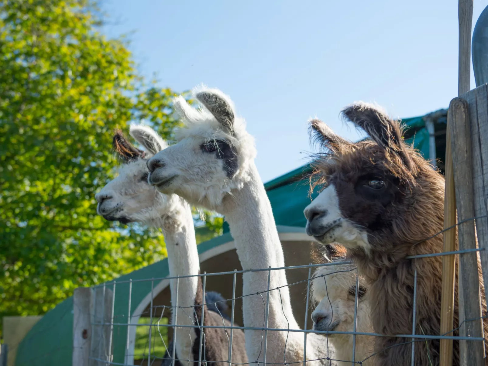 Lamahof Tschäppel-Buiten