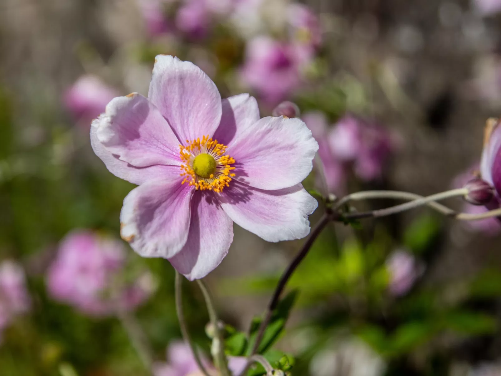 Schönes viktorianische Villa in Blairgowrie-Buiten
