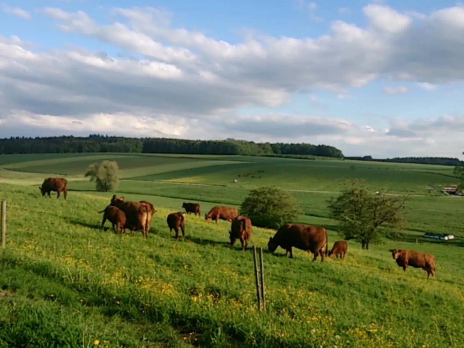 Schöne Ferienwohnung in Oberwaldbach-Buiten