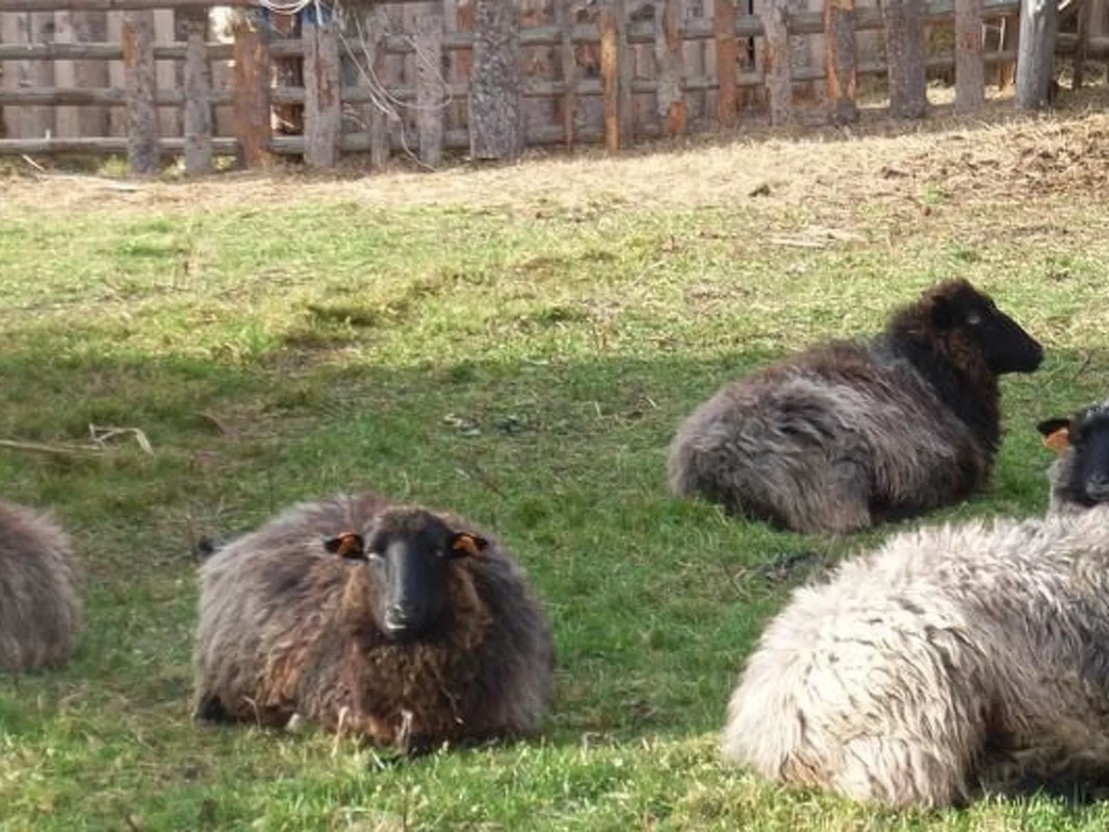 Blockhaus in Gajówka mit Kaminofen-Buiten