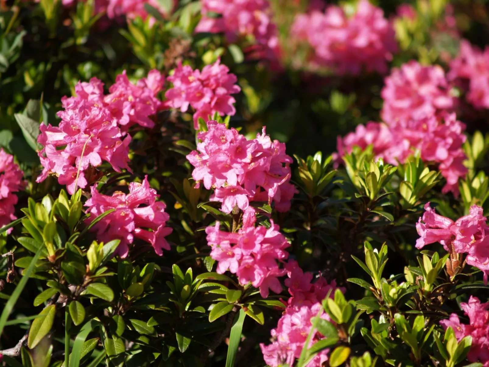 Daniela in Galtür-Buiten