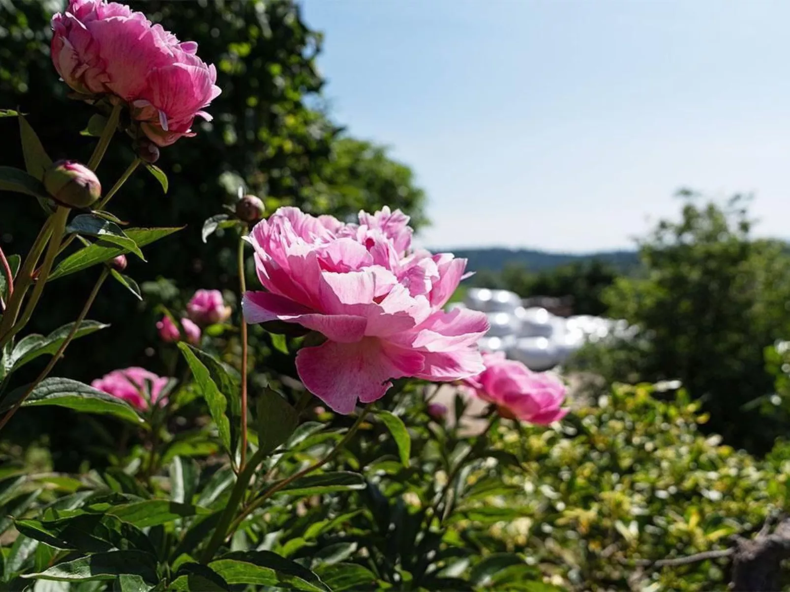 Eggenhof Ferien-Buiten