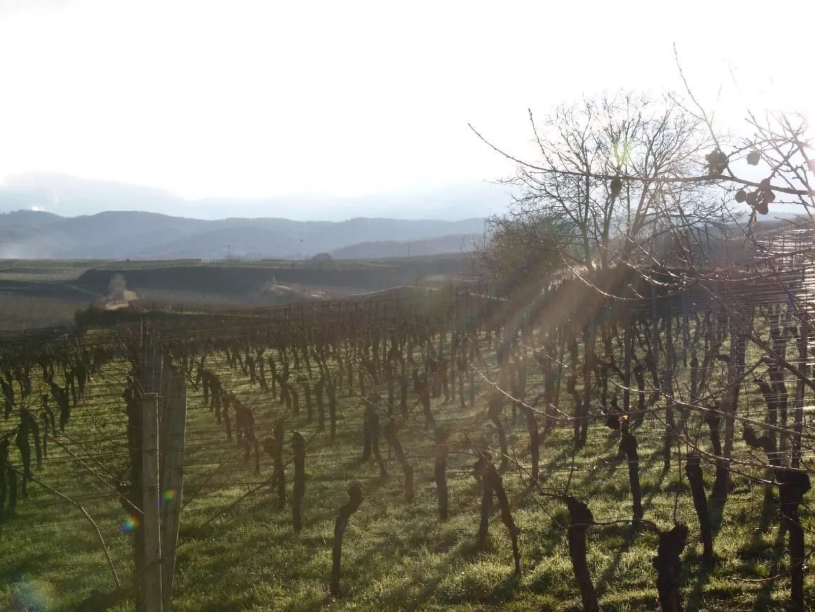 Appartement in Sasbach Am Kaiserstuhl mit Grill-Image-tags.info