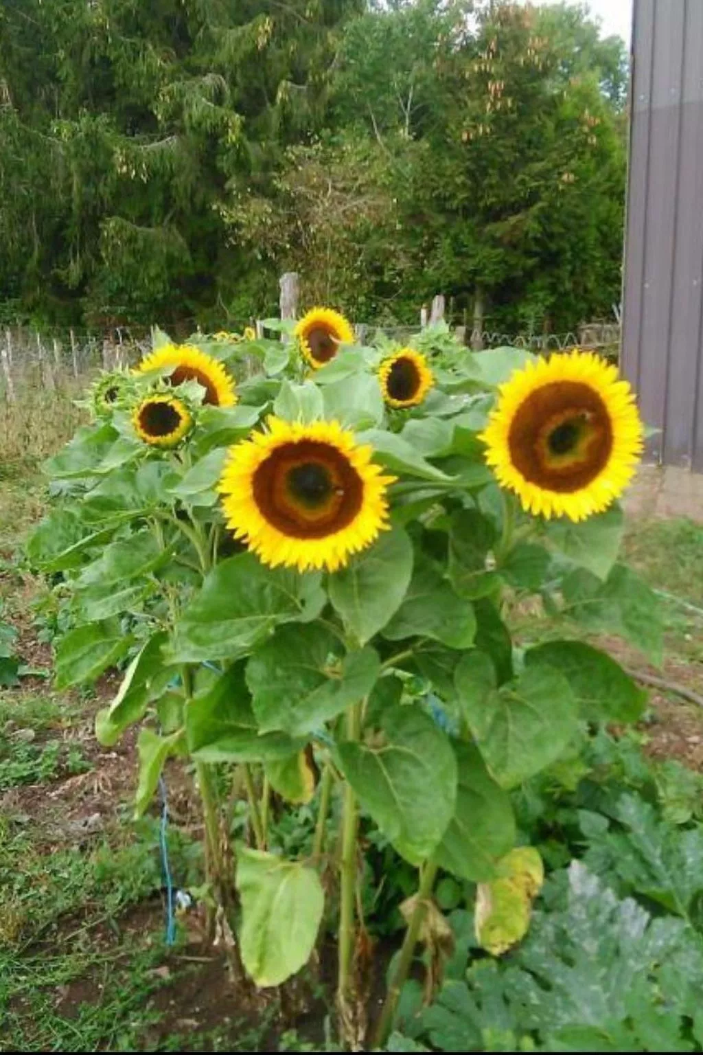 Scheunen Nest-Image-tags.info