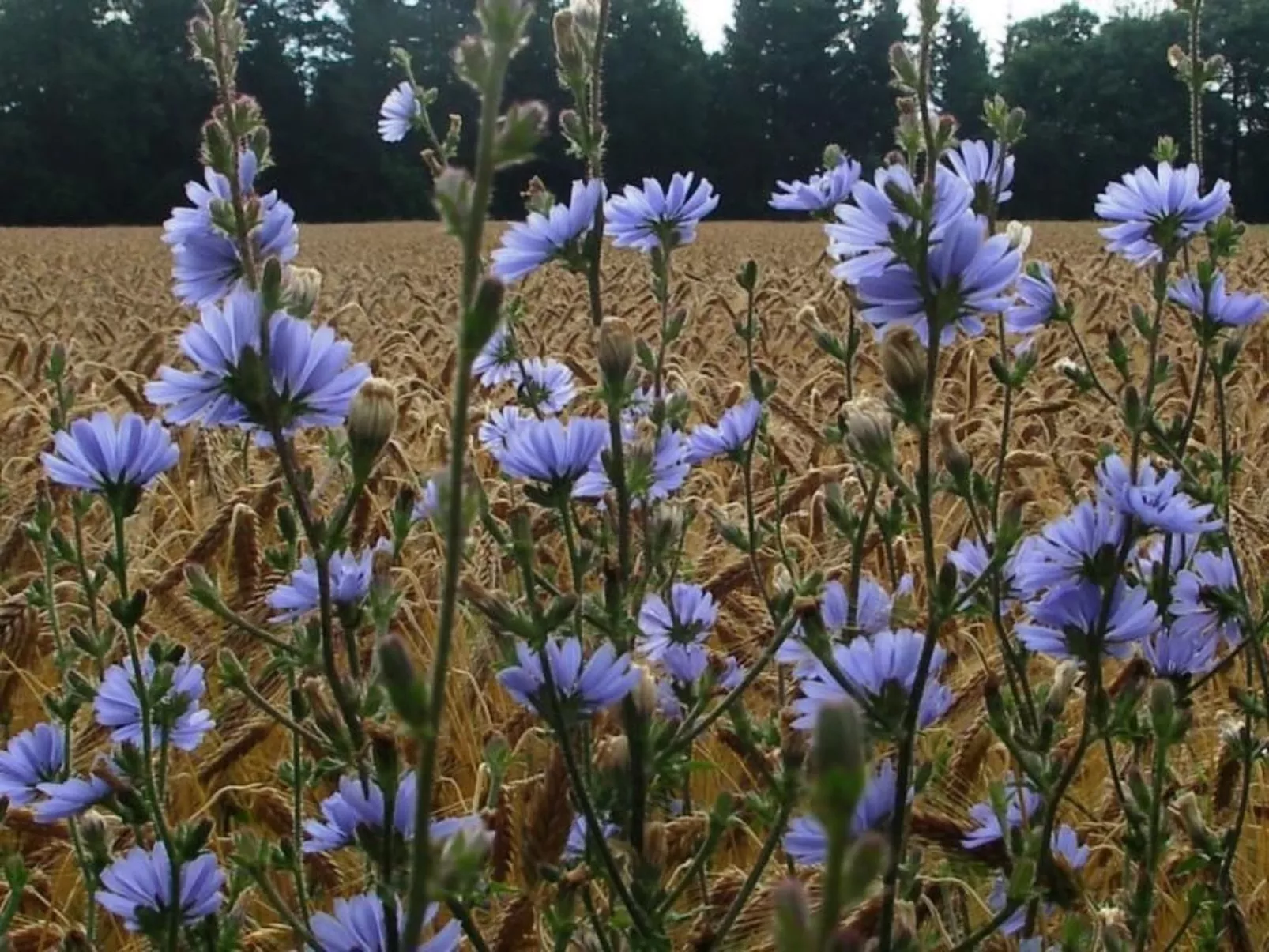 Wunderschöne Wohnung in Seeboden mit Großem Garten - Buiten