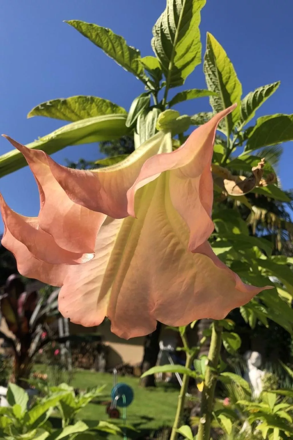 Casa Blumer - Villa mit 1200m2 Garten-Image-tags.info