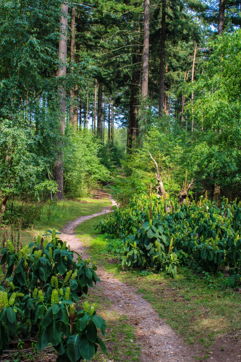 Celisa s Häuschen-Omgeving