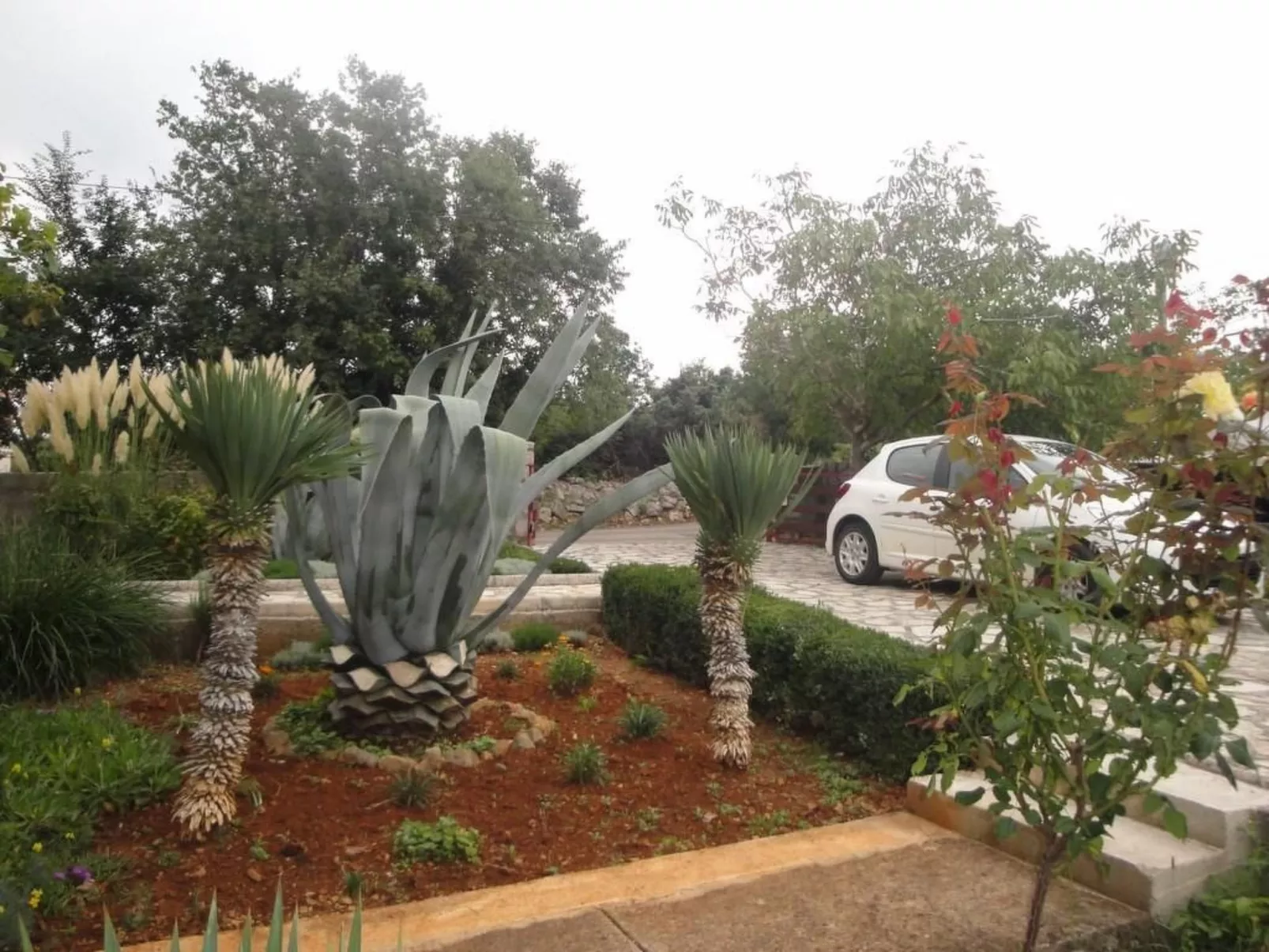 Viola - Image-tags.info