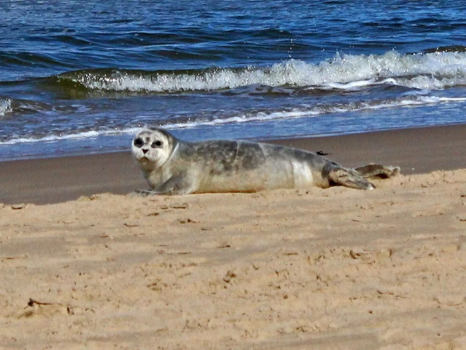 Sommerhaus "De Zeester"-Image-tags.info