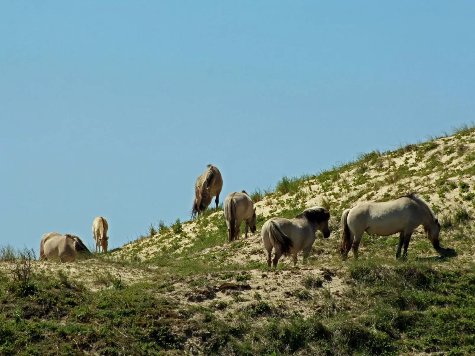 Sommerhaus Klein Wimmenum, Nähe Strand und Dünen-Image-tags.info