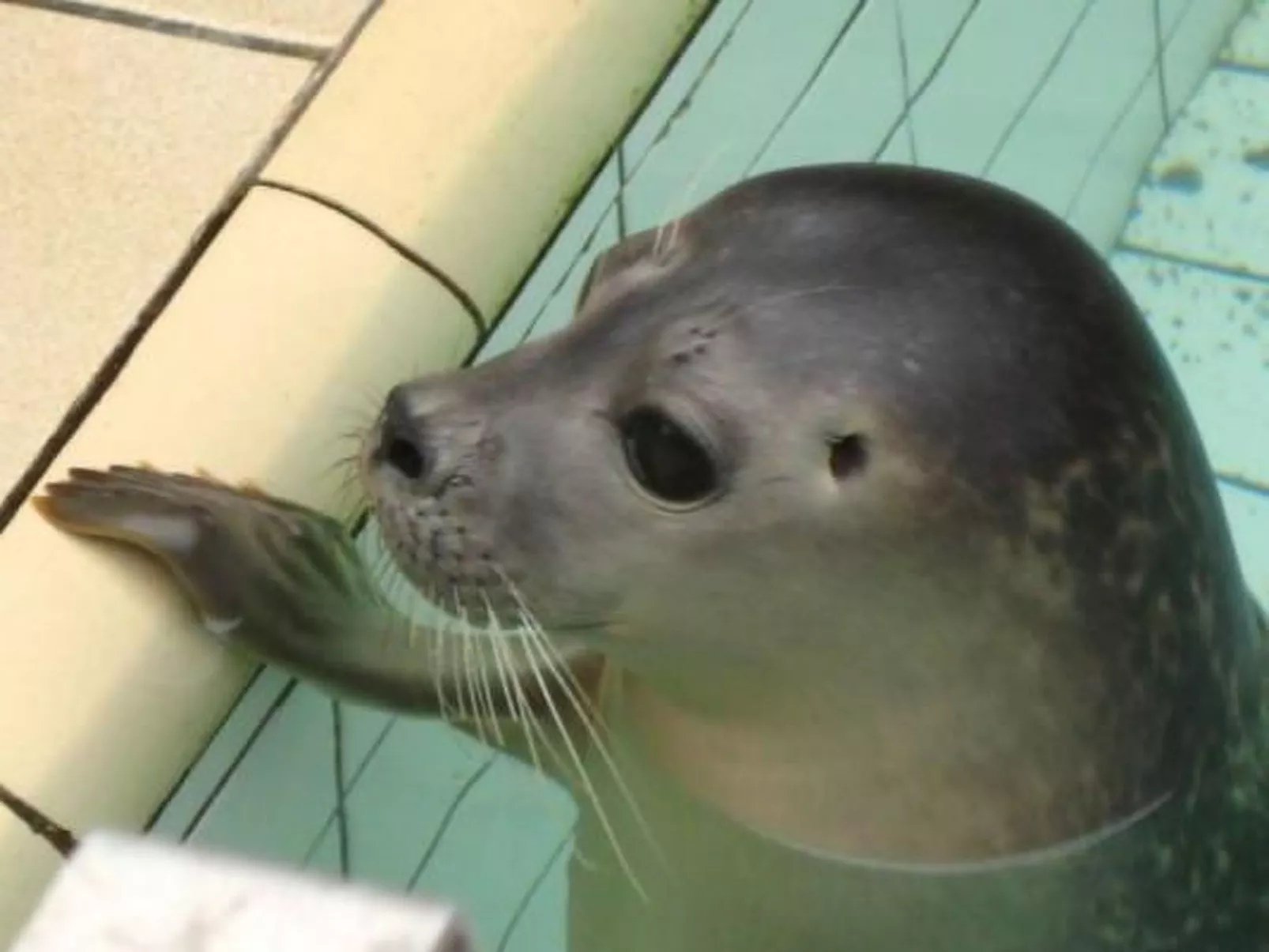 Gemütlicher Bungalow für 4 Personen-Image-tags.info