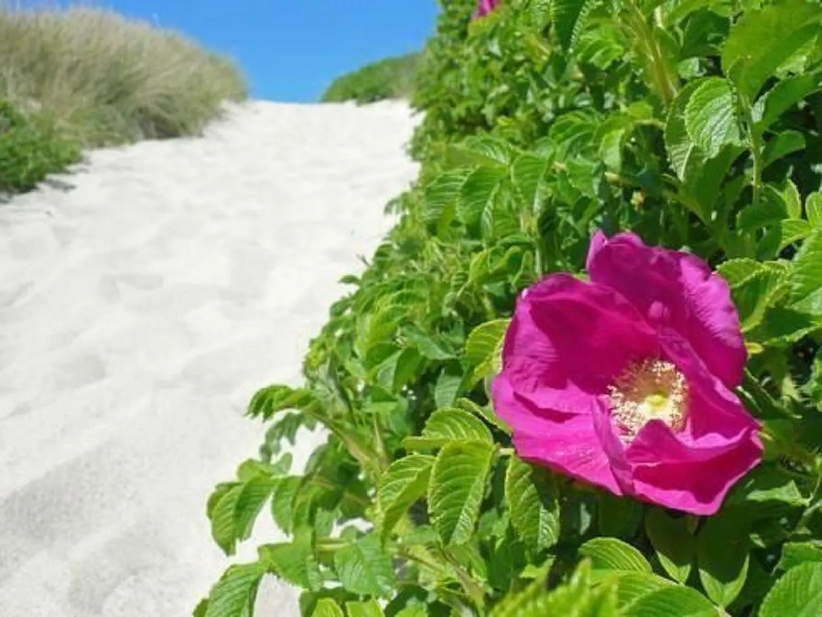 Luxuriöses Apartment in Reetdachhaus-Buiten
