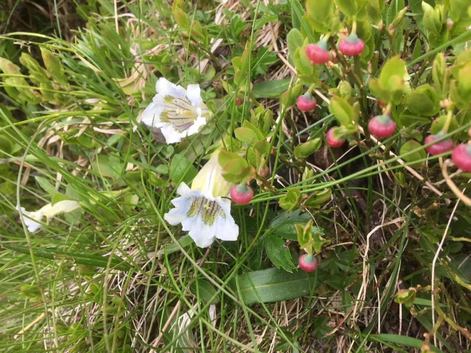 Katharina von Allmen-Image-tags.info