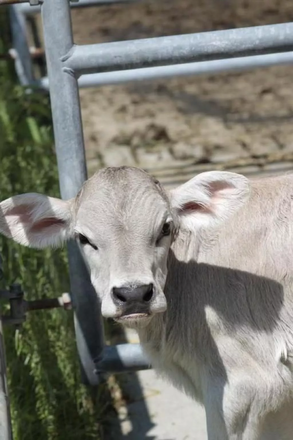 Rosentürmli - Image-tags.info