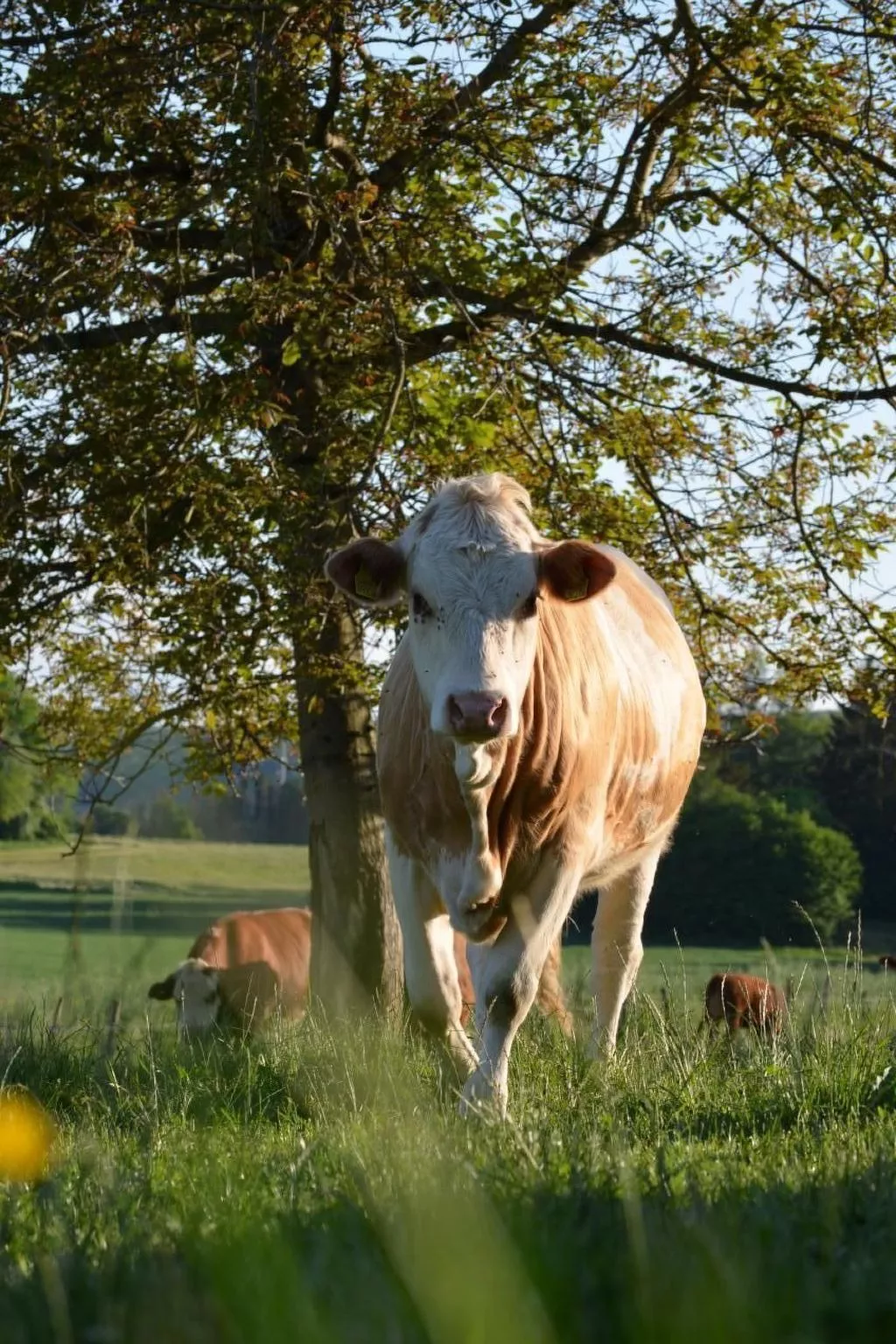 Wohnung "Bellevue"-Buiten